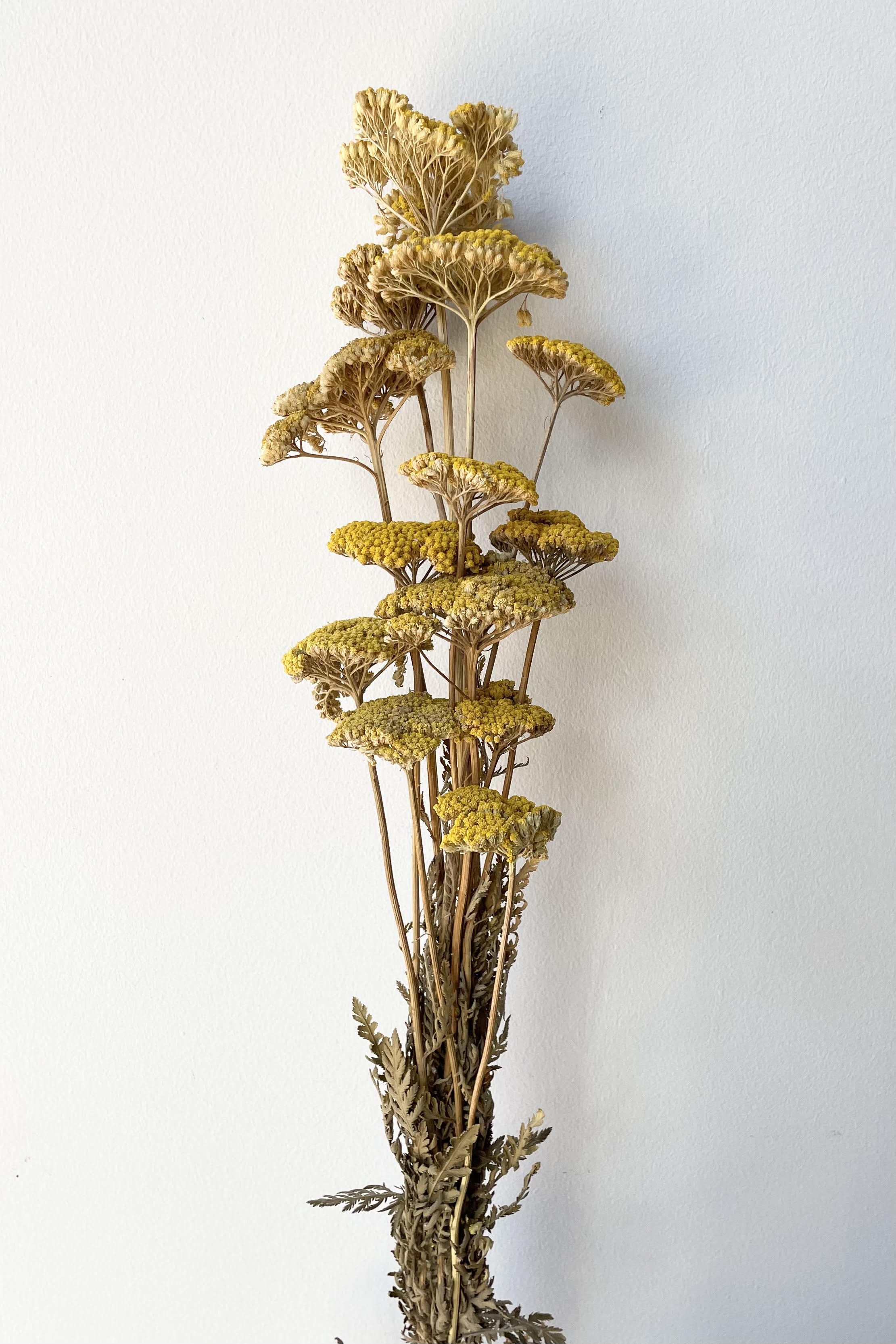 Achillea Natural Yellow Preserved Bunch