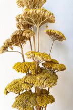 Achillea Natural Yellow Preserved Bunch