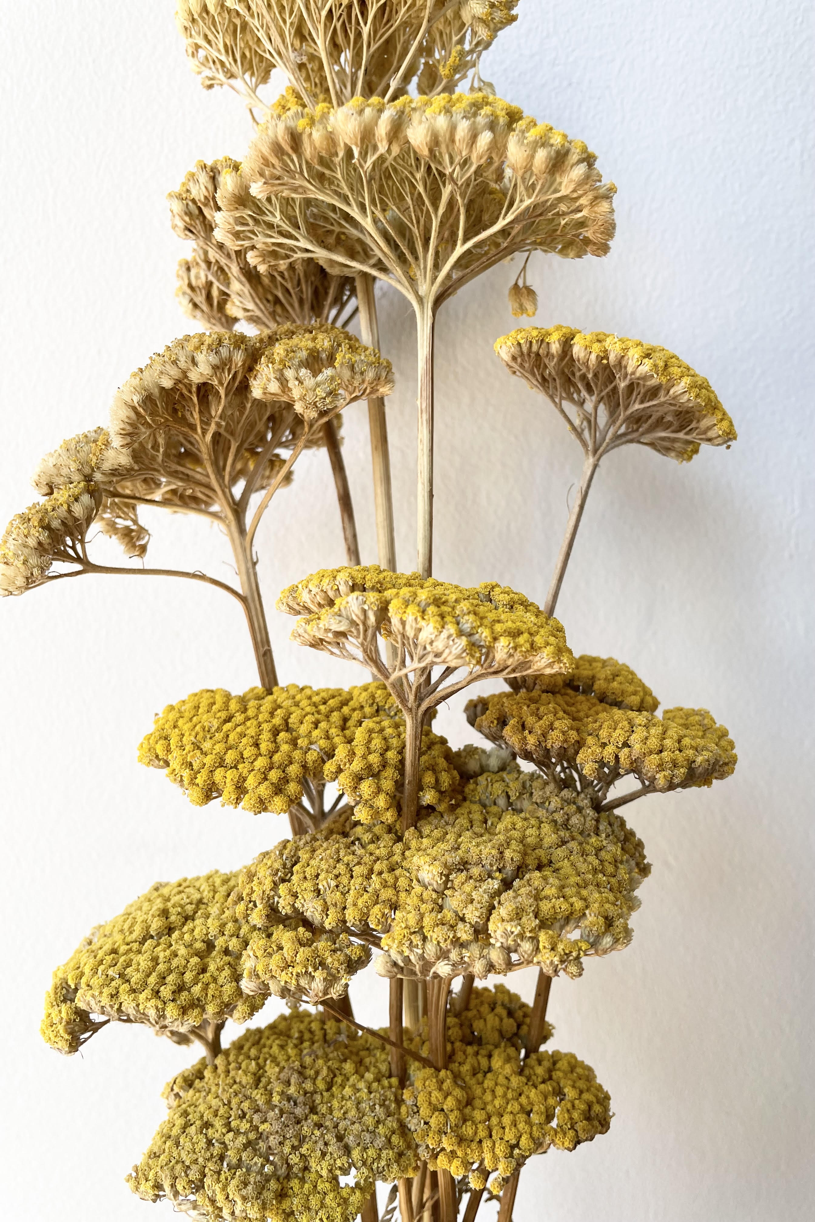 Achillea Natural Yellow Preserved Bunch
