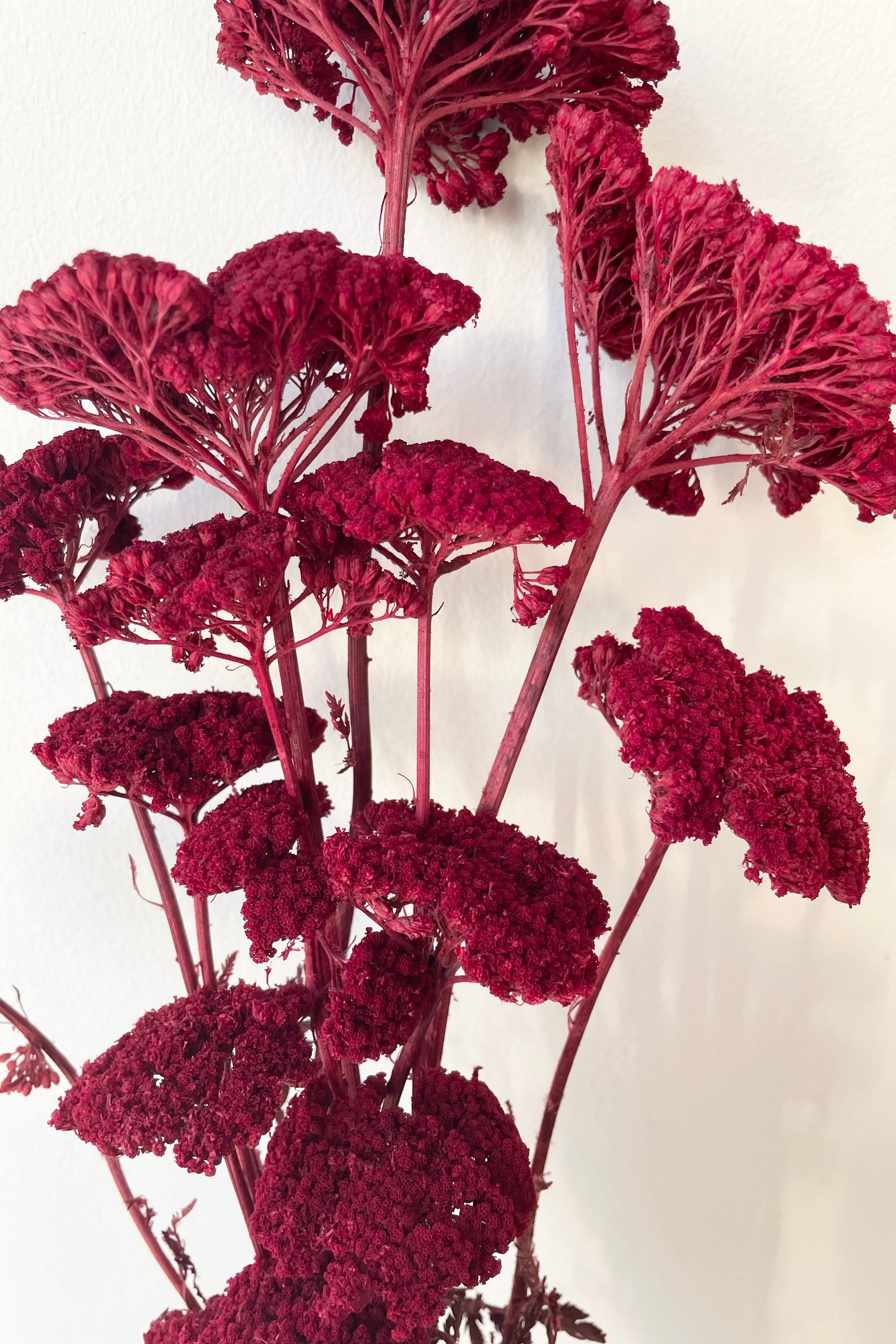 Achillea Burgundy Color Preserved Bunch