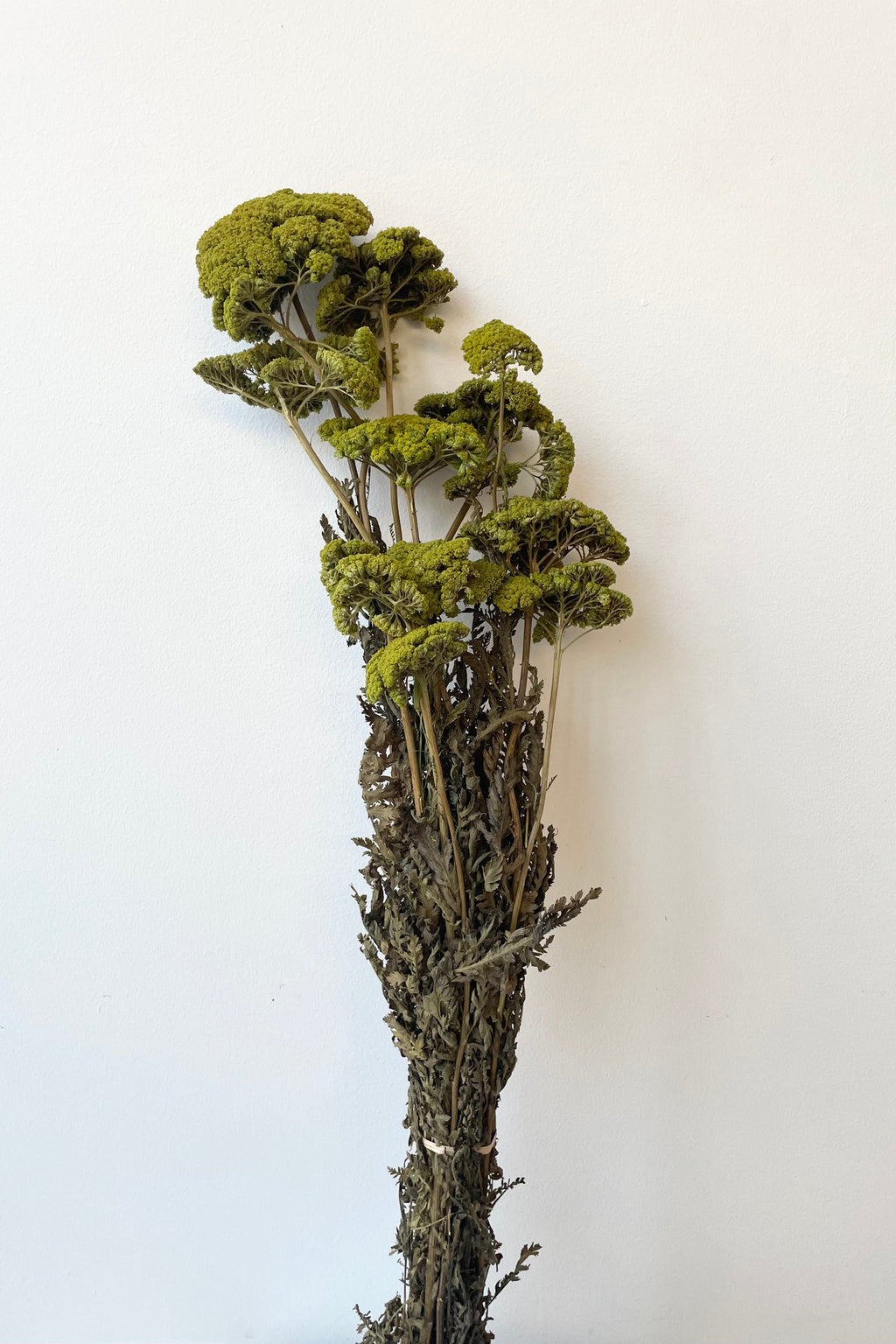 Achillea Light Green Color Preserved Bunch