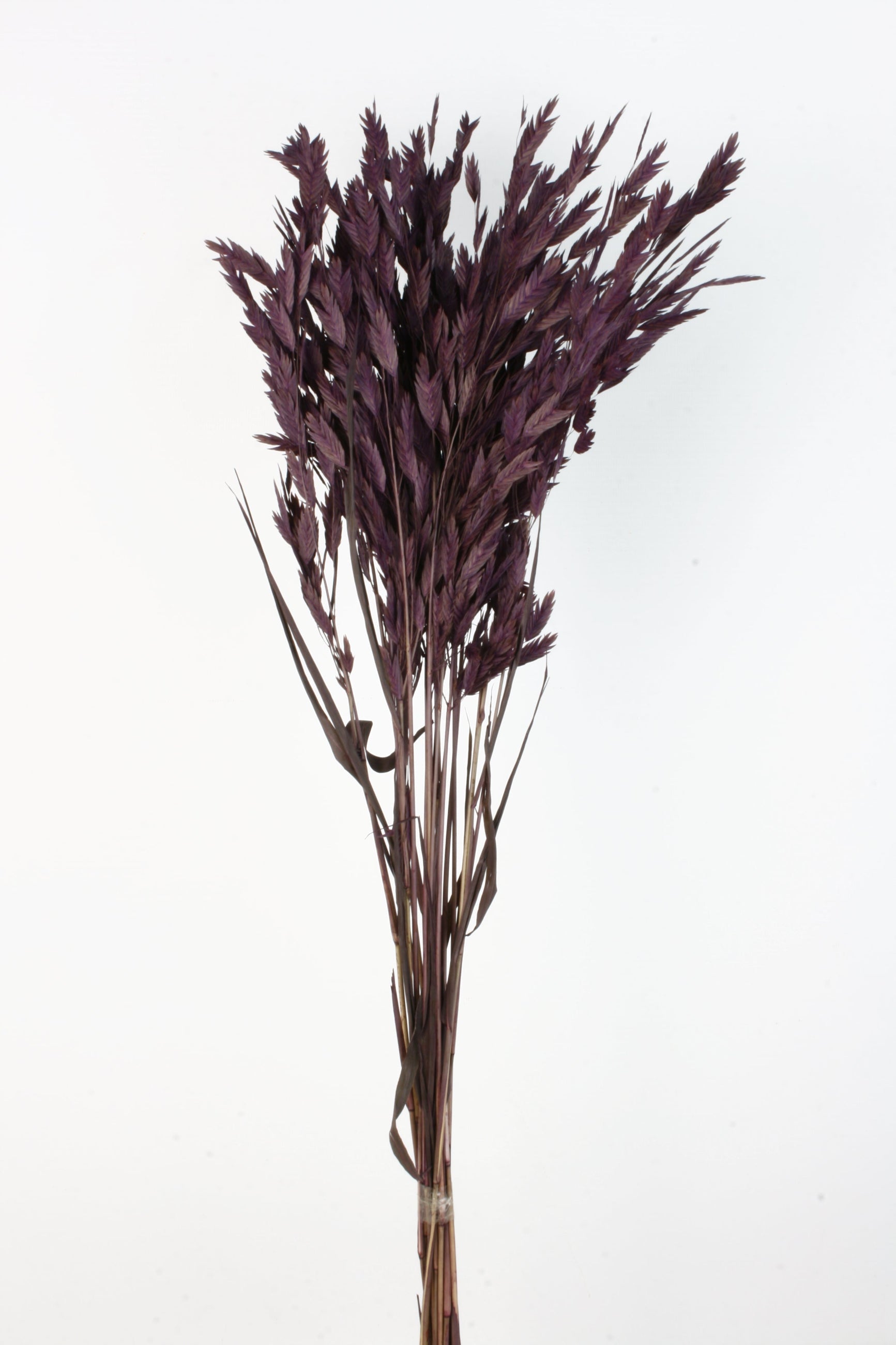 Chasmanthium Plum Colored Preserved Bunch