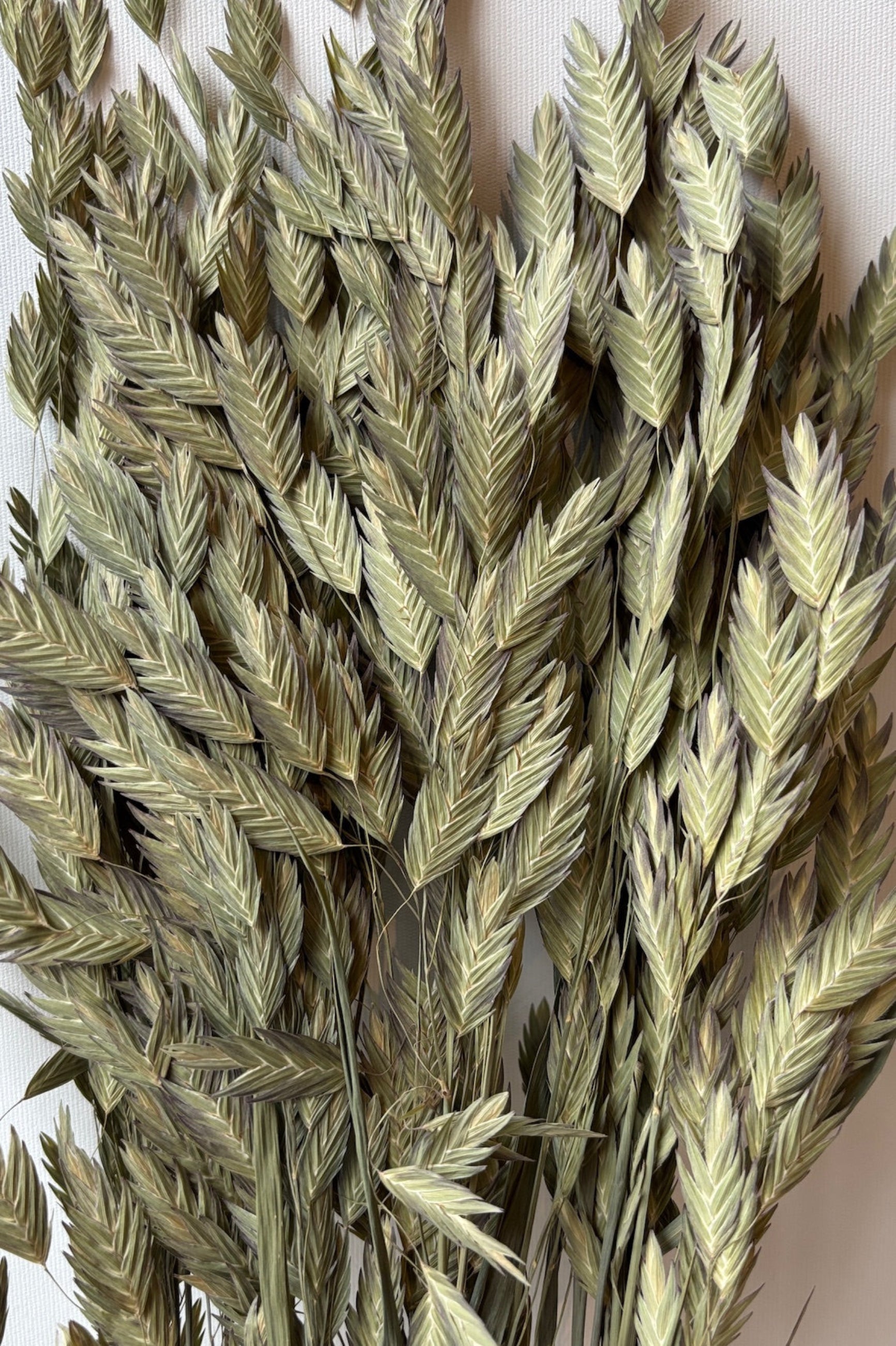 Chasmanthium Natural Colored Preserved Bunch