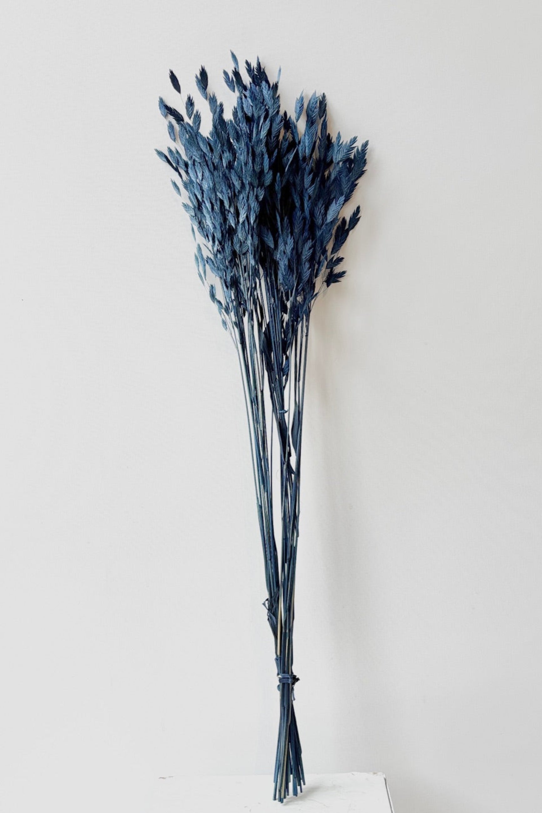 Chasmanthium Dark Blue Colored Preserved Bunch