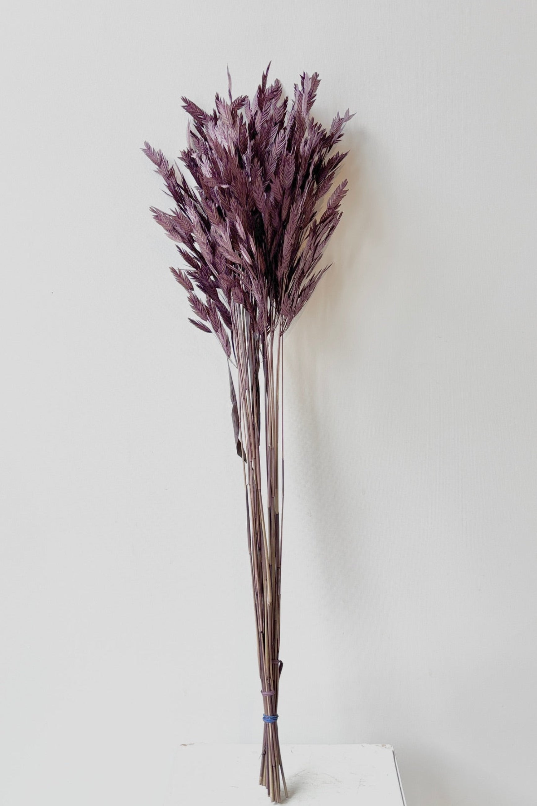 Chasmanthium Plum Colored Preserved Bunch