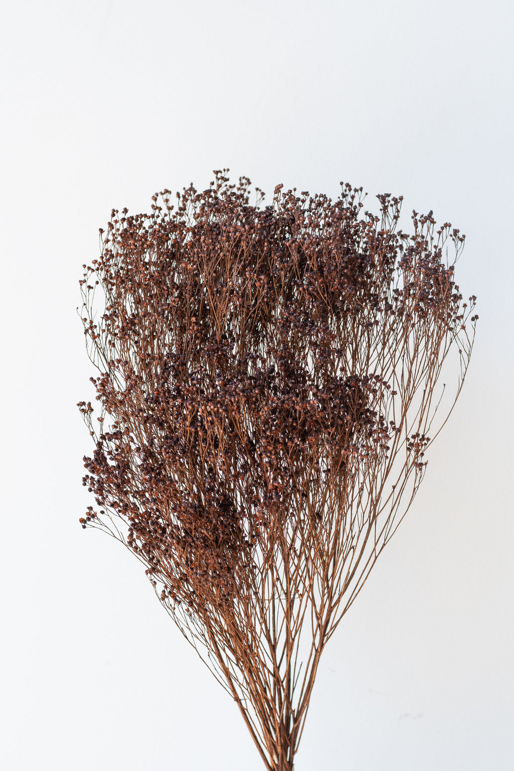 Brooms Mocha Color Preserved Bunch