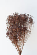 Brooms Mocha Color Preserved Bunch