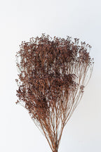 Brooms Mocha Color Preserved Bunch