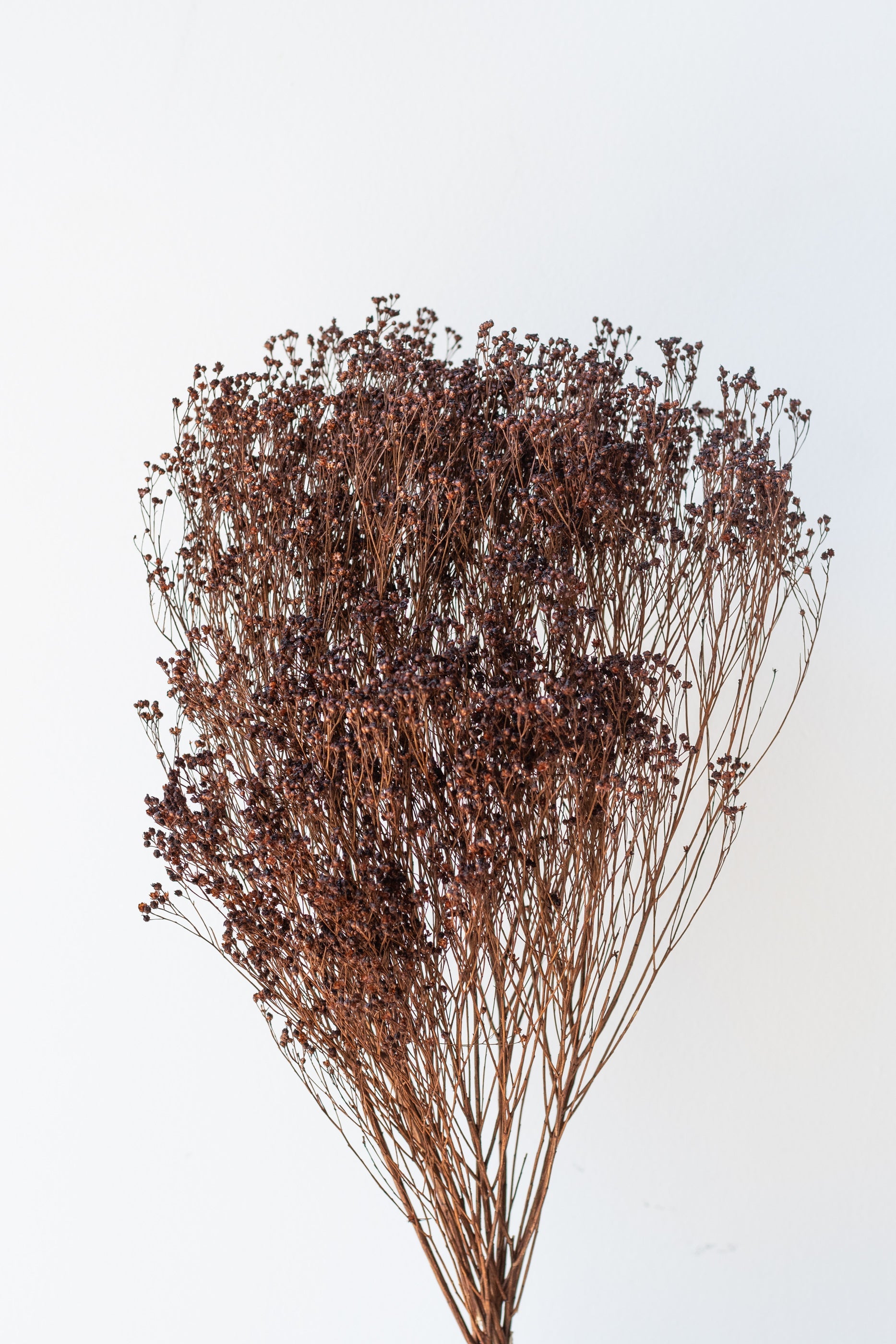 Brooms Mocha Color Preserved Bunch