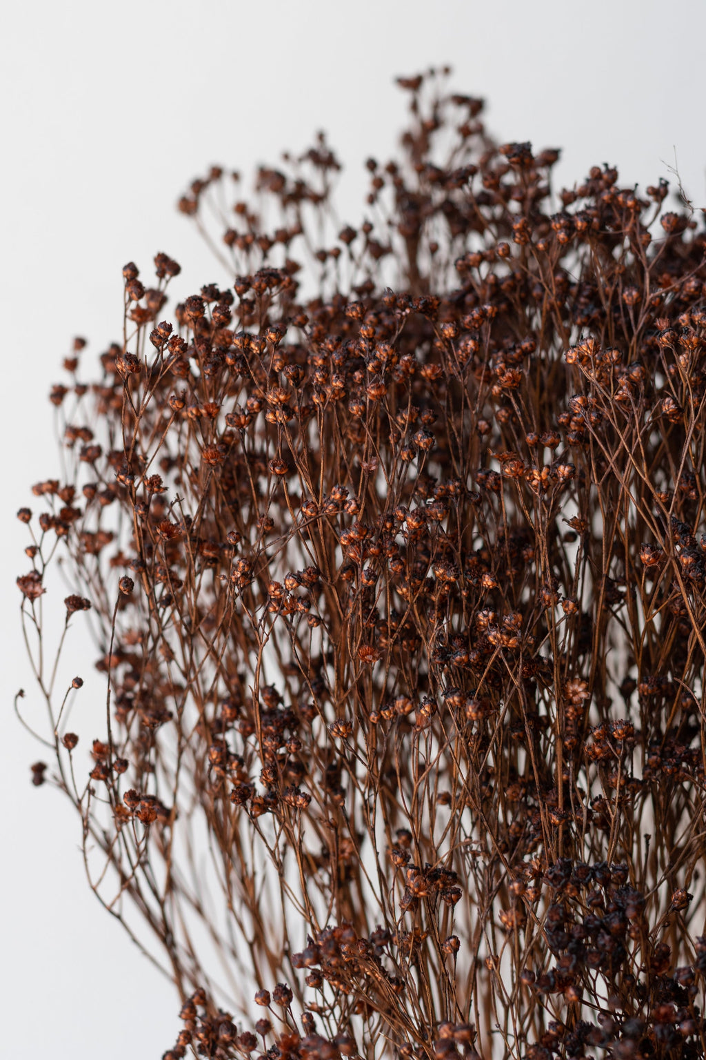 Brooms Mocha Color Preserved Bunch