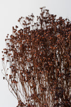 Brooms Mocha Color Preserved Bunch