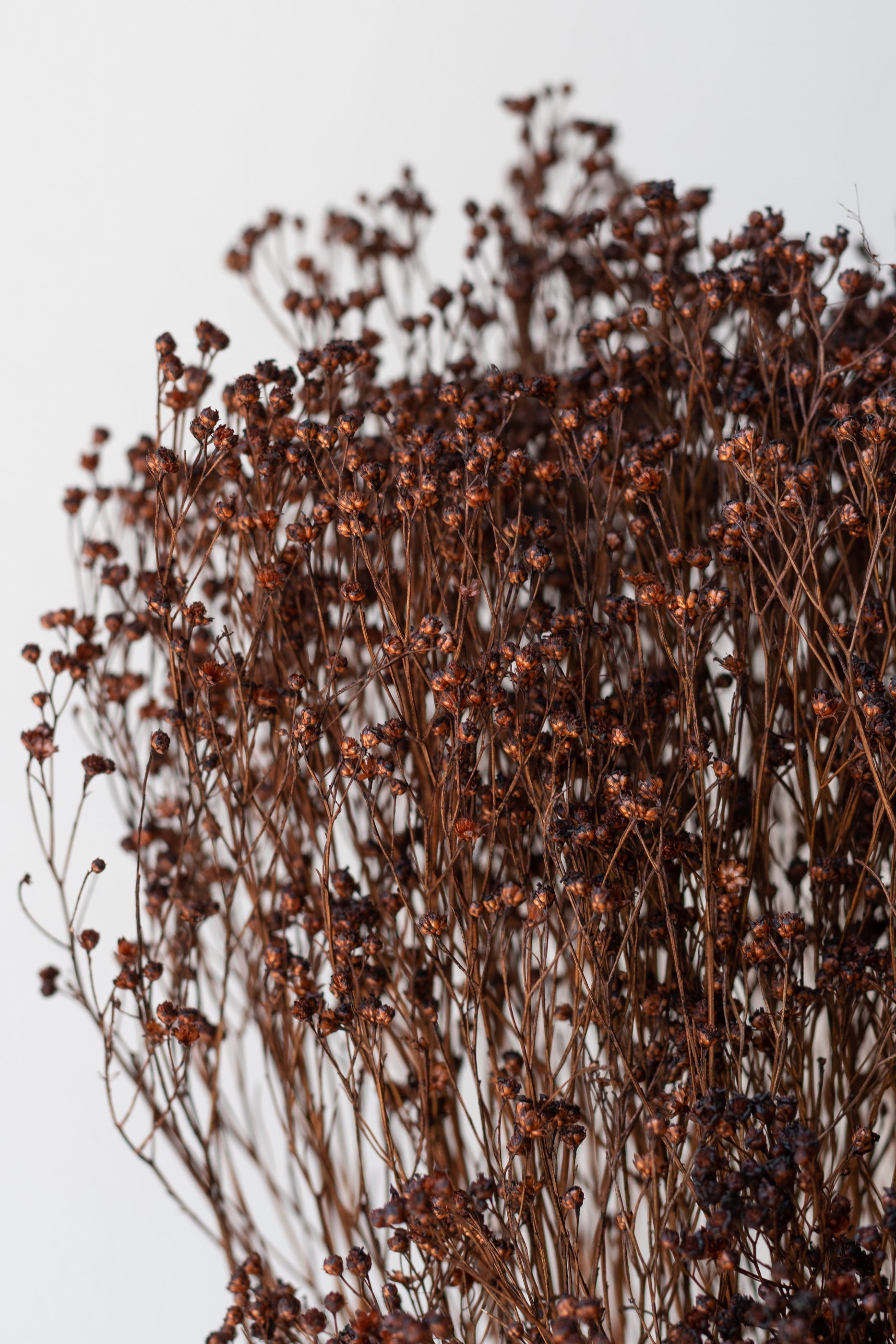 Brooms Mocha Color Preserved Bunch
