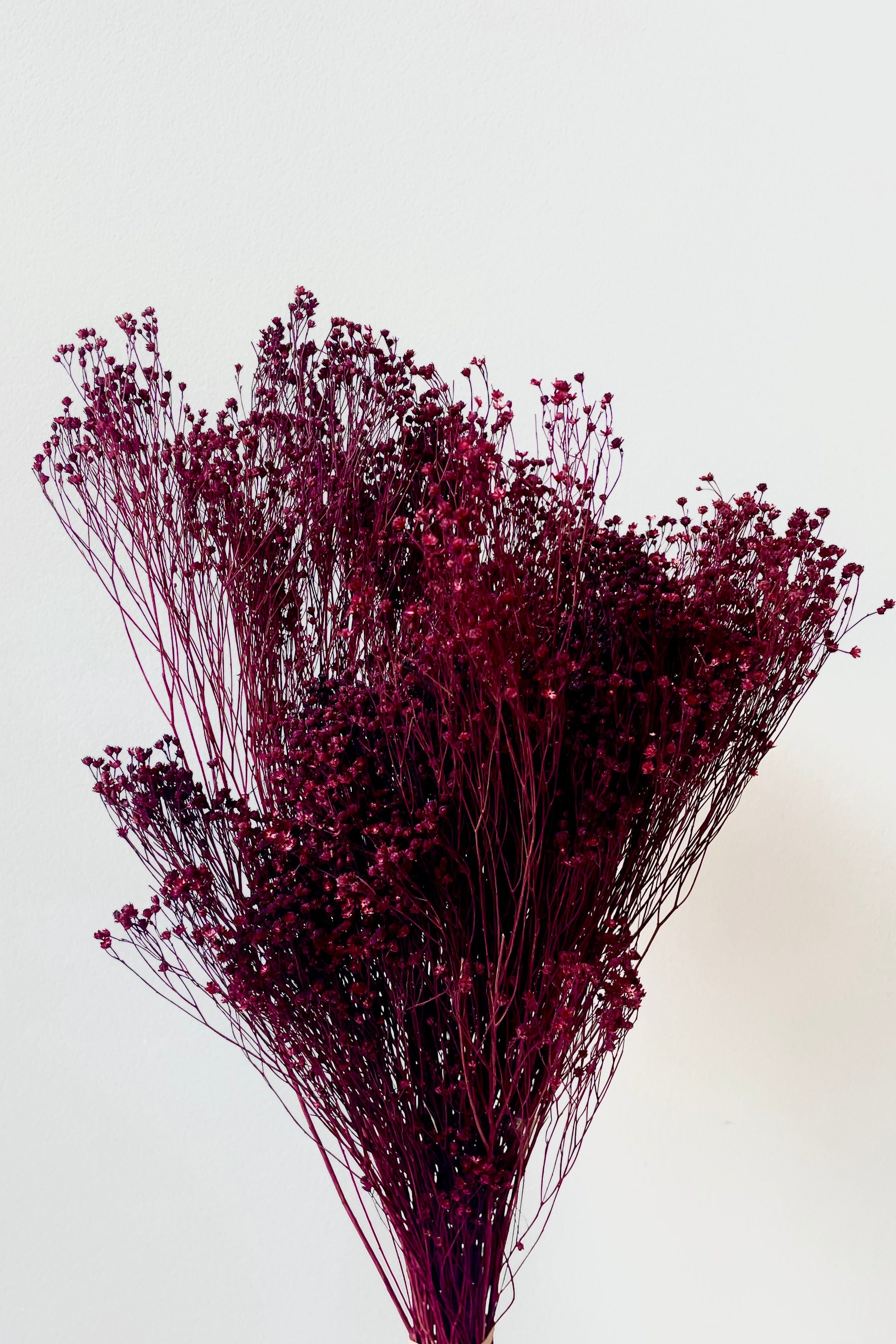 Brooms Burgundy Color Preserved Bunch
