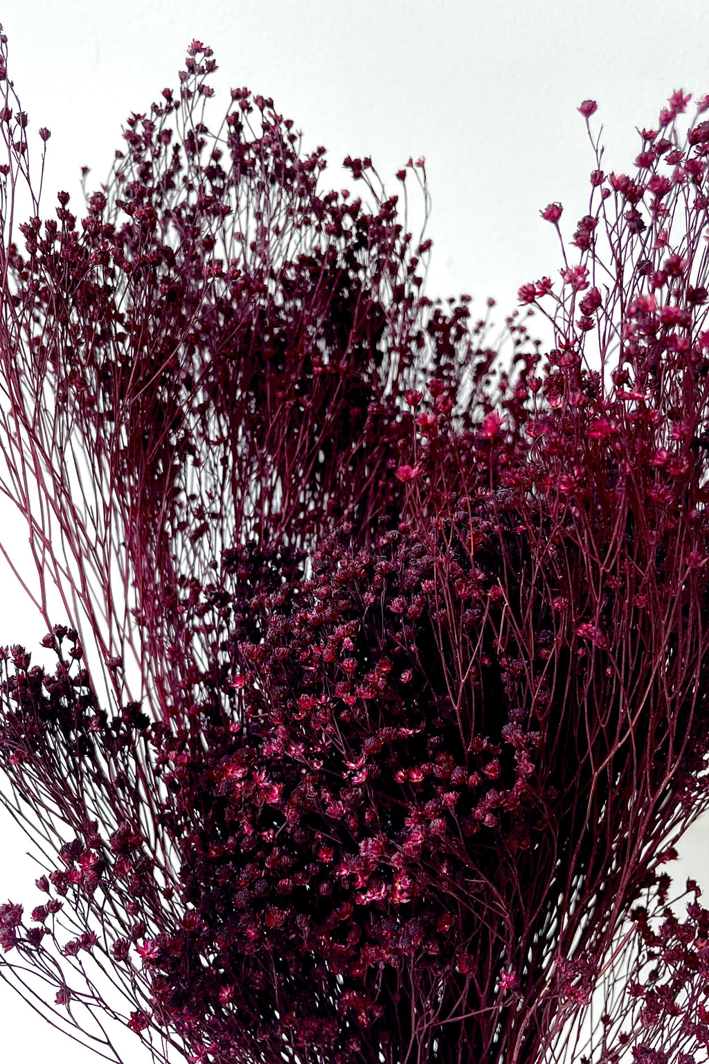Brooms Burgundy Color Preserved Bunch