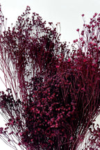Brooms Burgundy Color Preserved Bunch