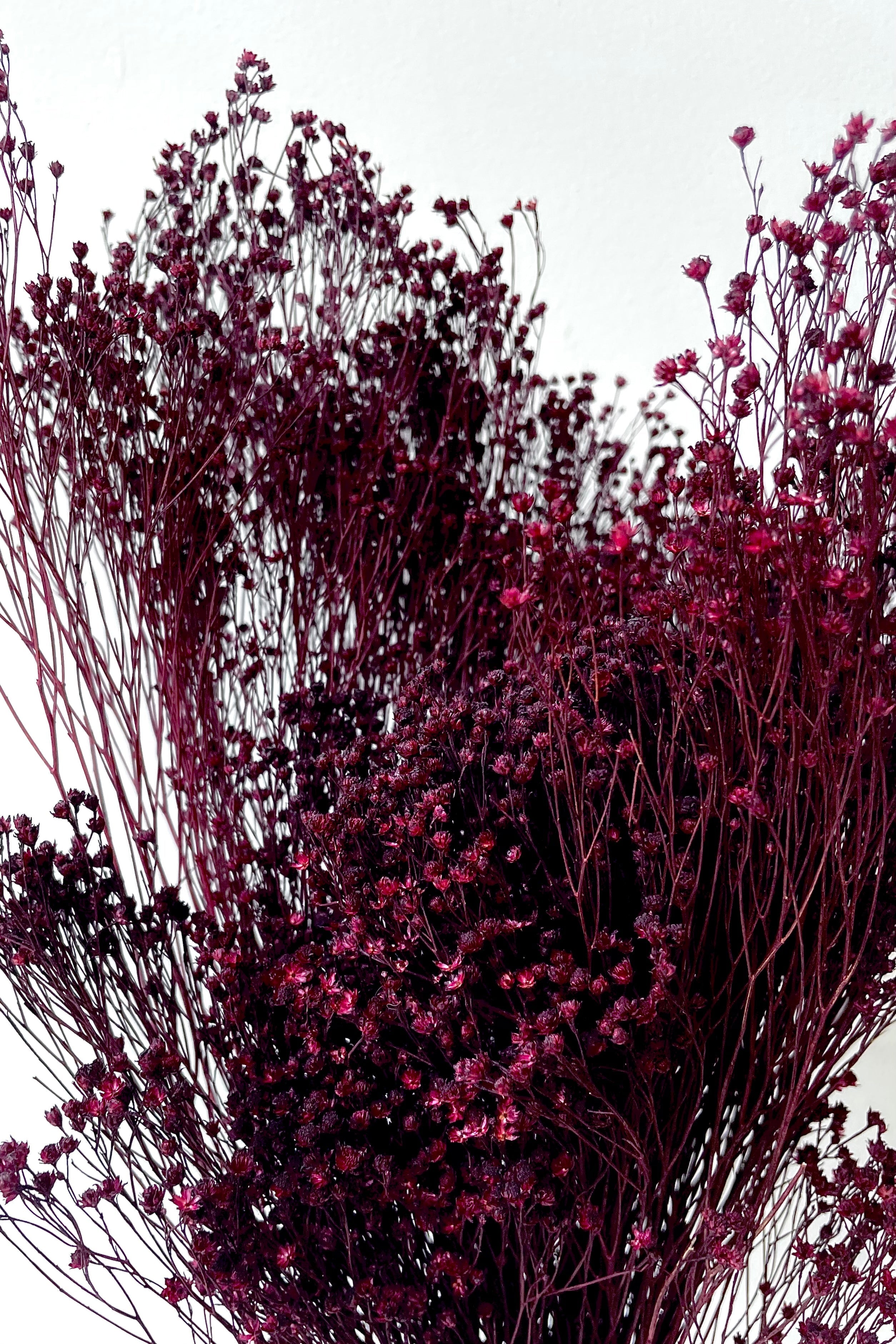 Brooms Burgundy Color Preserved Bunch