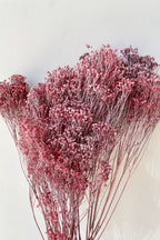 Brooms Dusty Antique Rose Color Preserved Bunch