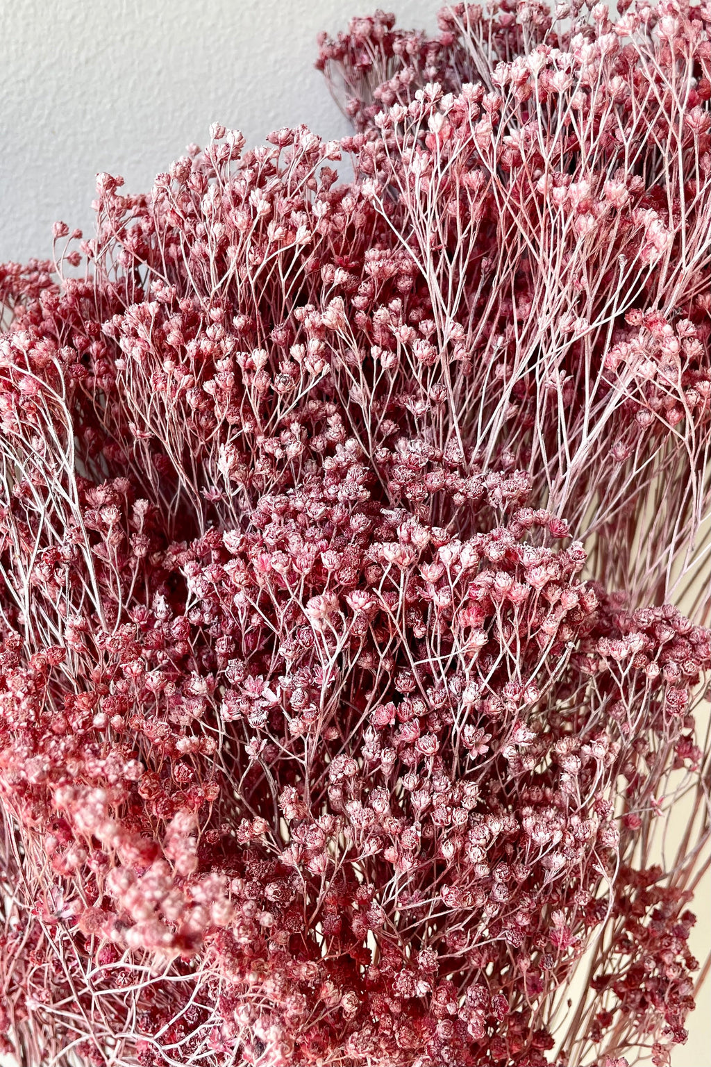 Brooms Dusty Antique Rose Color Preserved Bunch