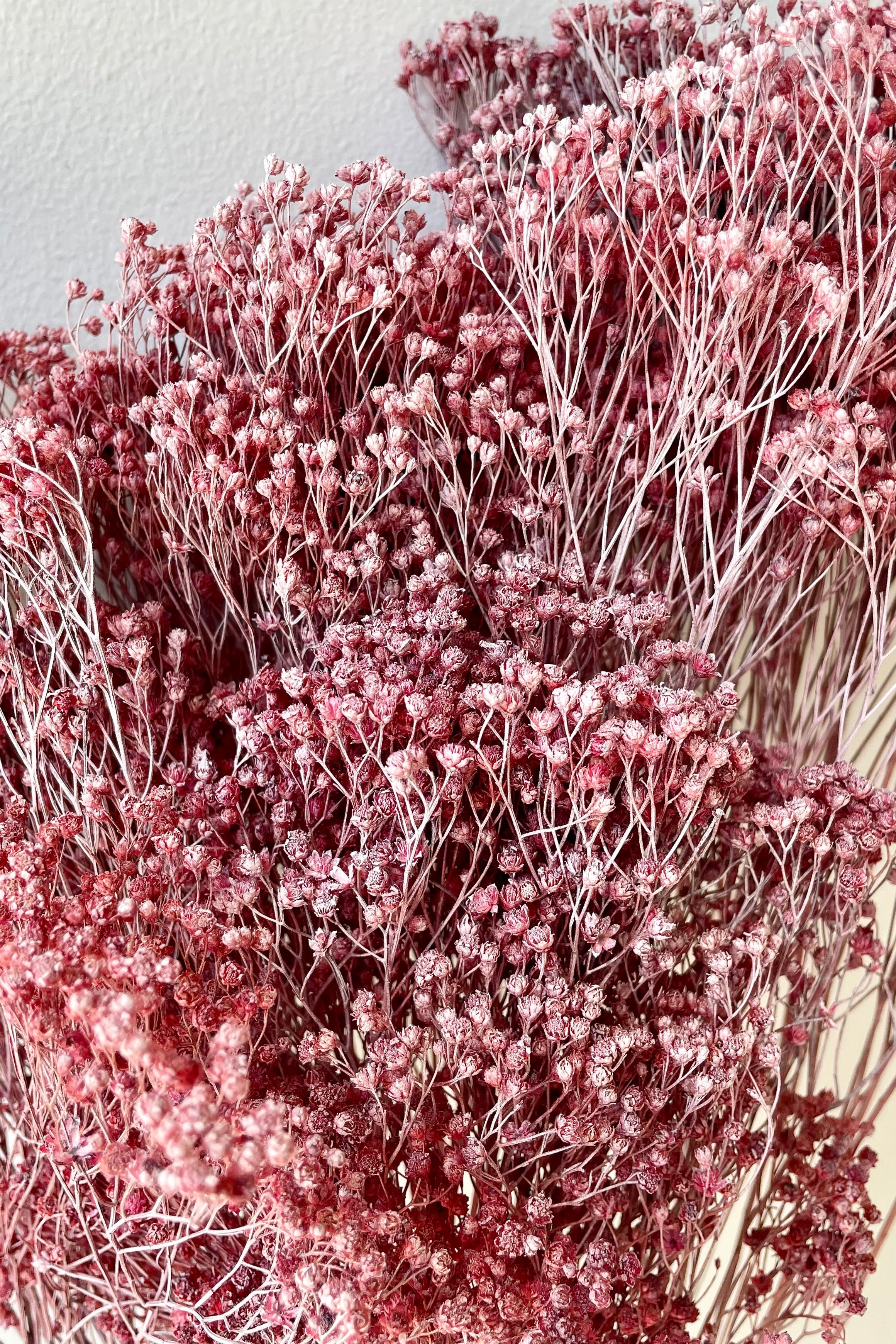 Brooms Dusty Antique Rose Color Preserved Bunch