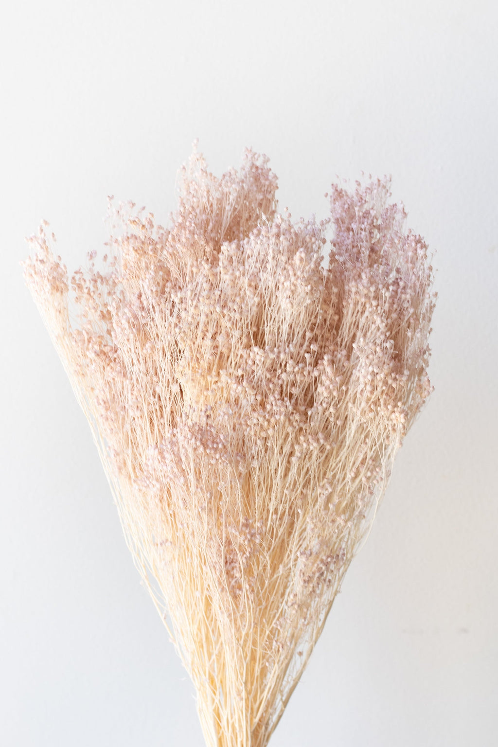 Brooms Pale Dark Pink Pastel Preserved Bunch