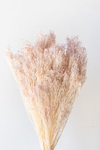 Brooms Pale Dark Pink Pastel Preserved Bunch