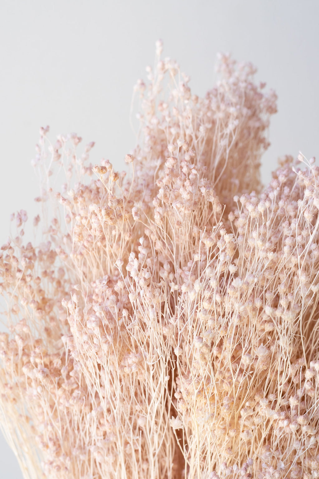 Brooms Pale Dark Pink Pastel Preserved Bunch