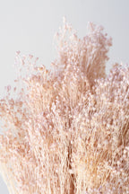 Brooms Pale Dark Pink Pastel Preserved Bunch