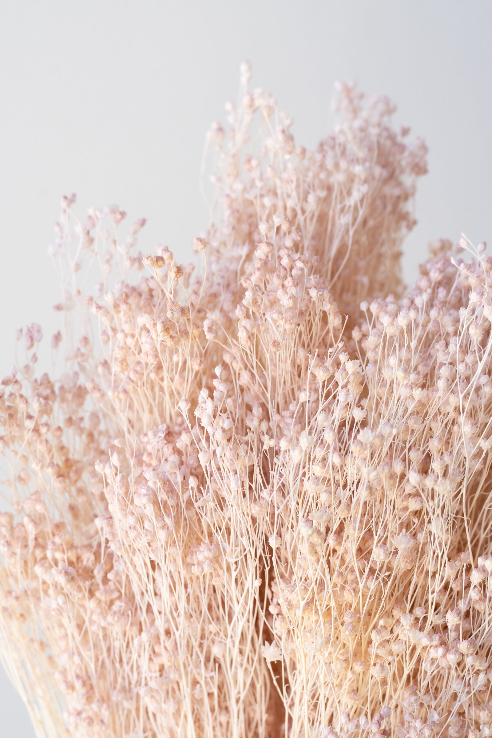 Brooms Pale Dark Pink Pastel Preserved Bunch