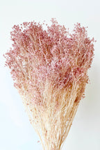 Brooms Pale Dark Pink Pastel Preserved Bunch