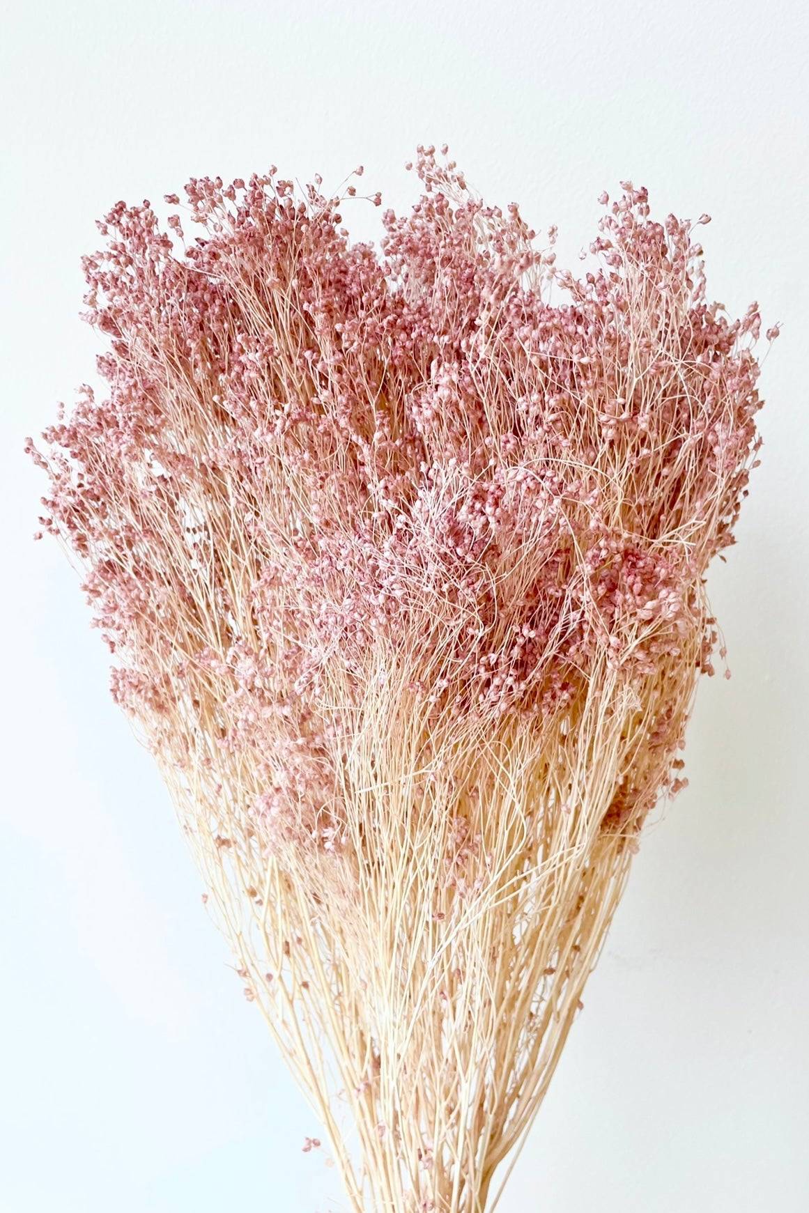 Brooms Pale Dark Pink Pastel Preserved Bunch