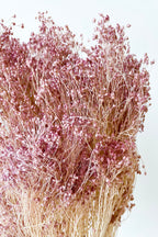 Brooms Pale Dark Pink Pastel Preserved Bunch