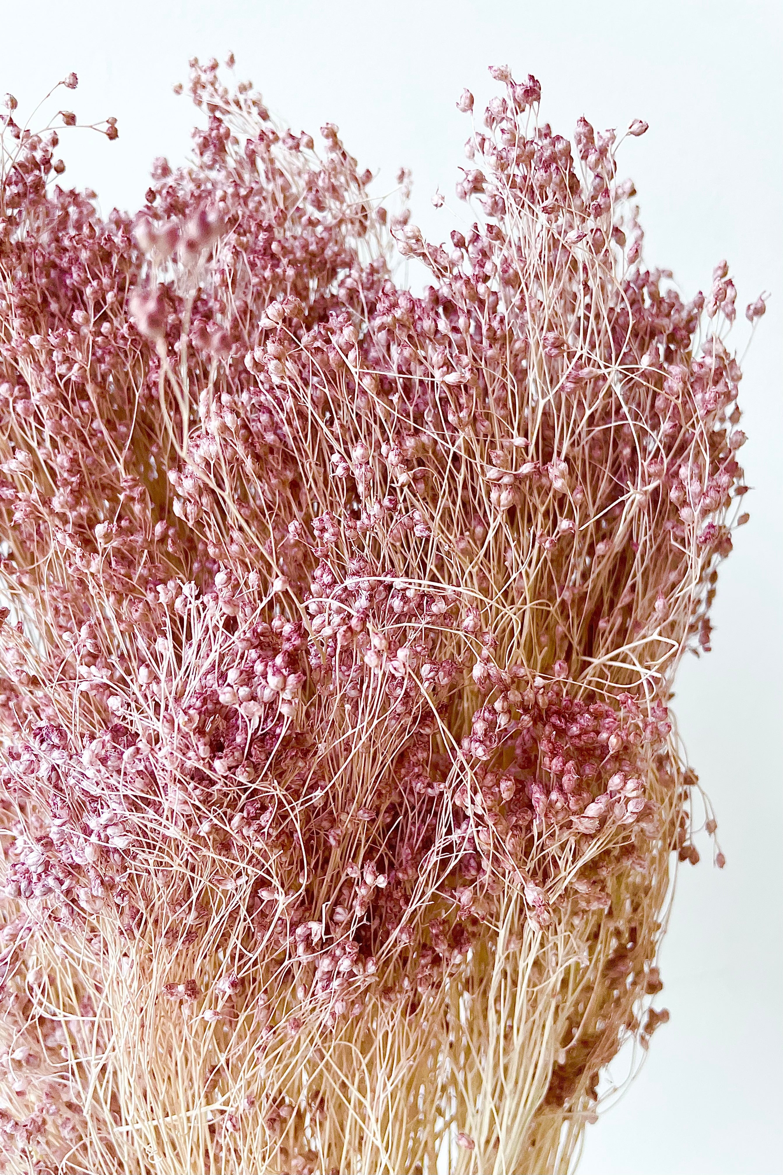 Brooms Pale Dark Pink Pastel Preserved Bunch