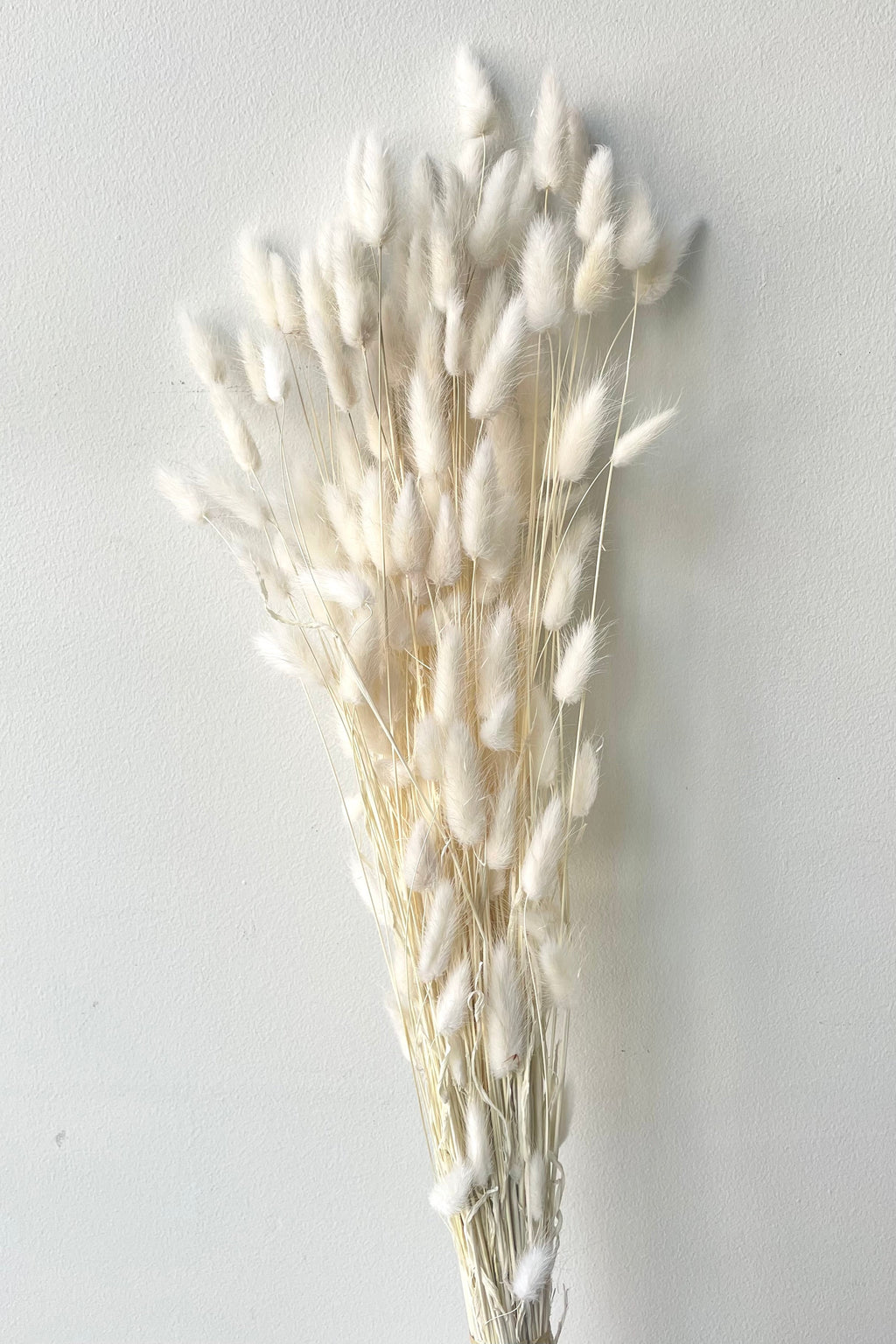 Lagurus Bleached Pastel Preserved Bunch