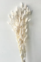 Lagurus Bleached Pastel Preserved Bunch