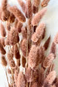 Lagurus Sepia Pastel Preserved Bunch