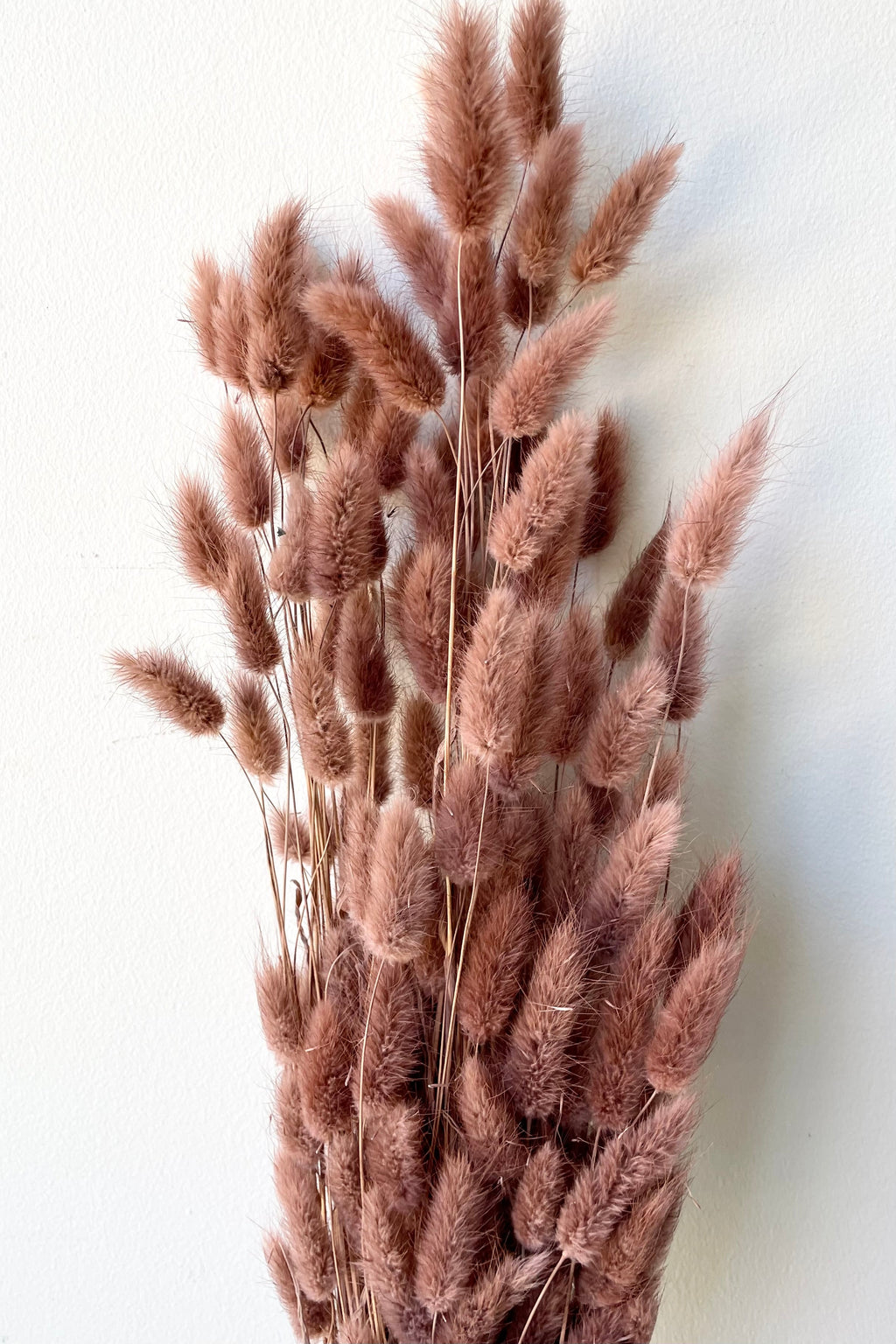 Lagurus Sepia Pastel Preserved Bunch