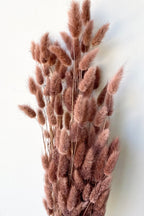 Lagurus Sepia Pastel Preserved Bunch