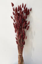 Lagurus Mauve Color Preserved Bunch