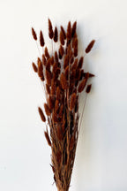 Lagurus Warm Brown Color Preserved Bunch