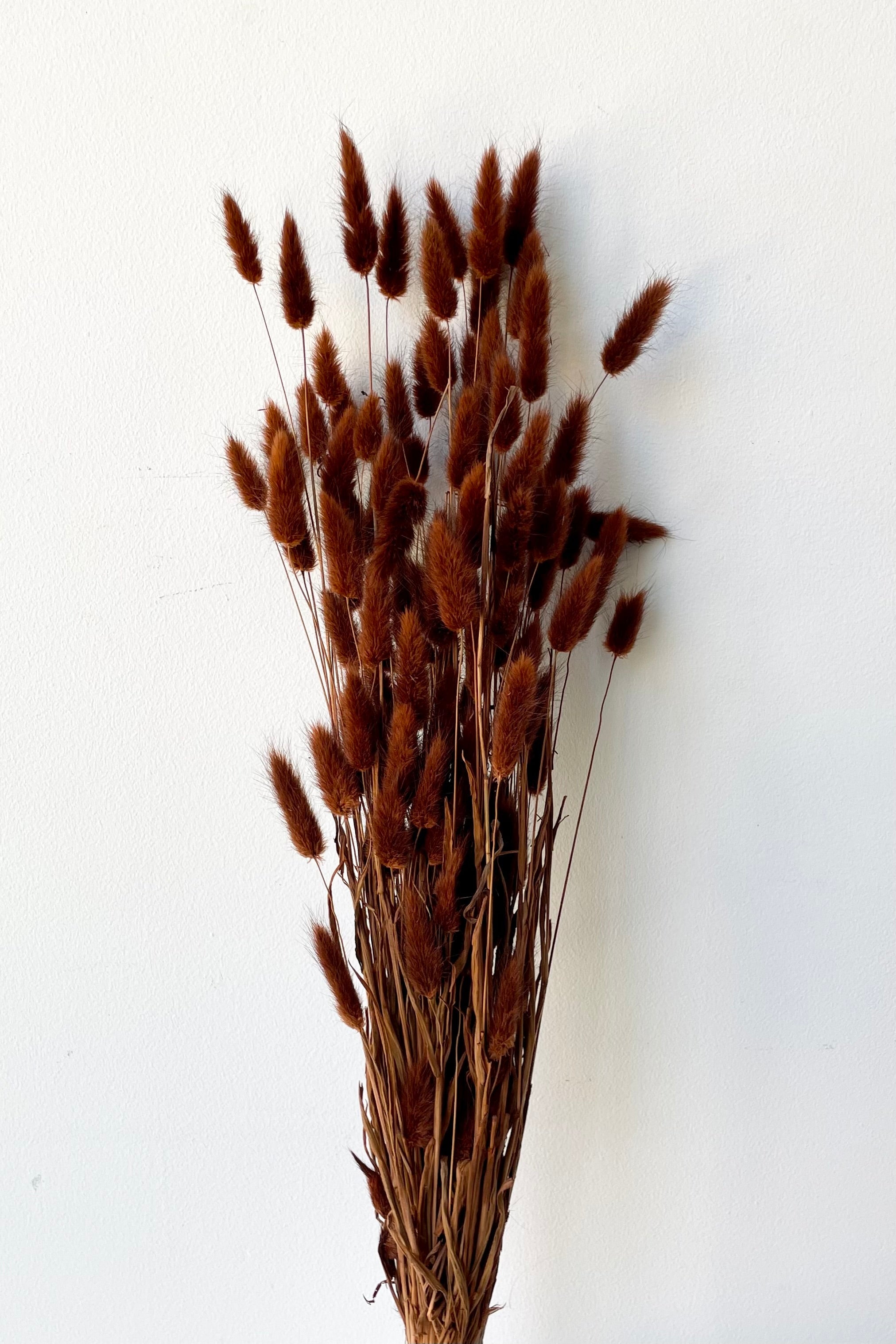 Lagurus Warm Brown Color Preserved Bunch