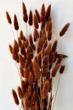 Lagurus Warm Brown Color Preserved Bunch