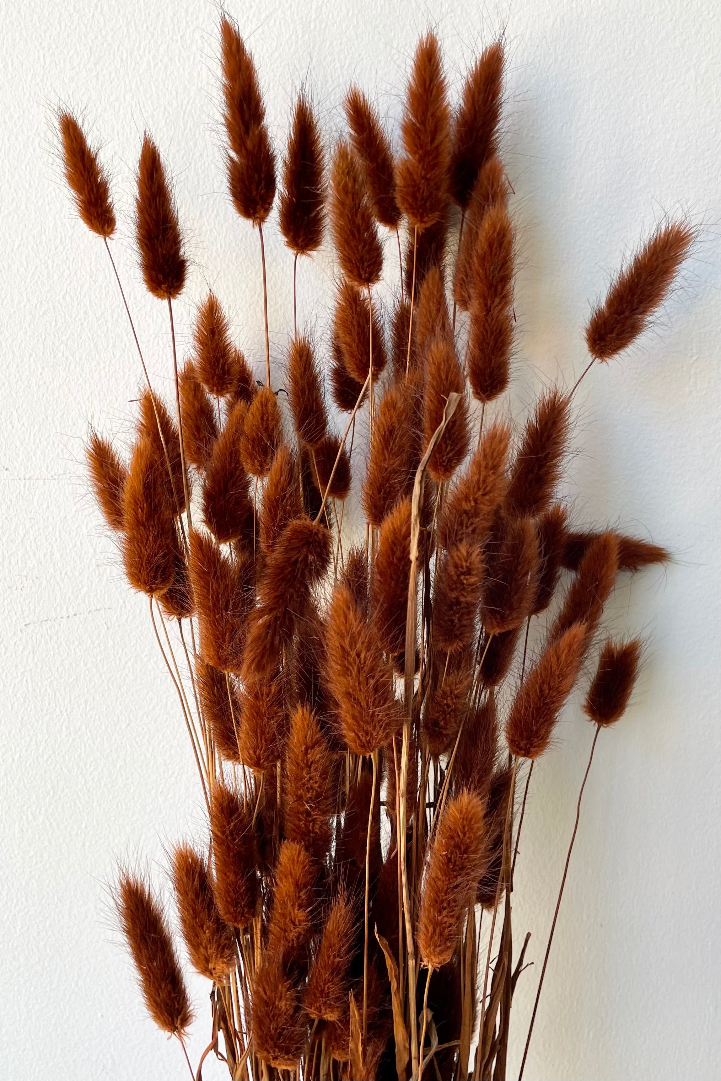 Lagurus Warm Brown Color Preserved Bunch