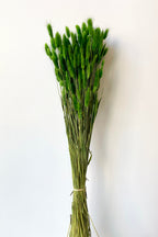 Lagurus Green Color Preserved Bunch