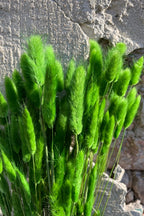 Lagurus Green Color Preserved Bunch