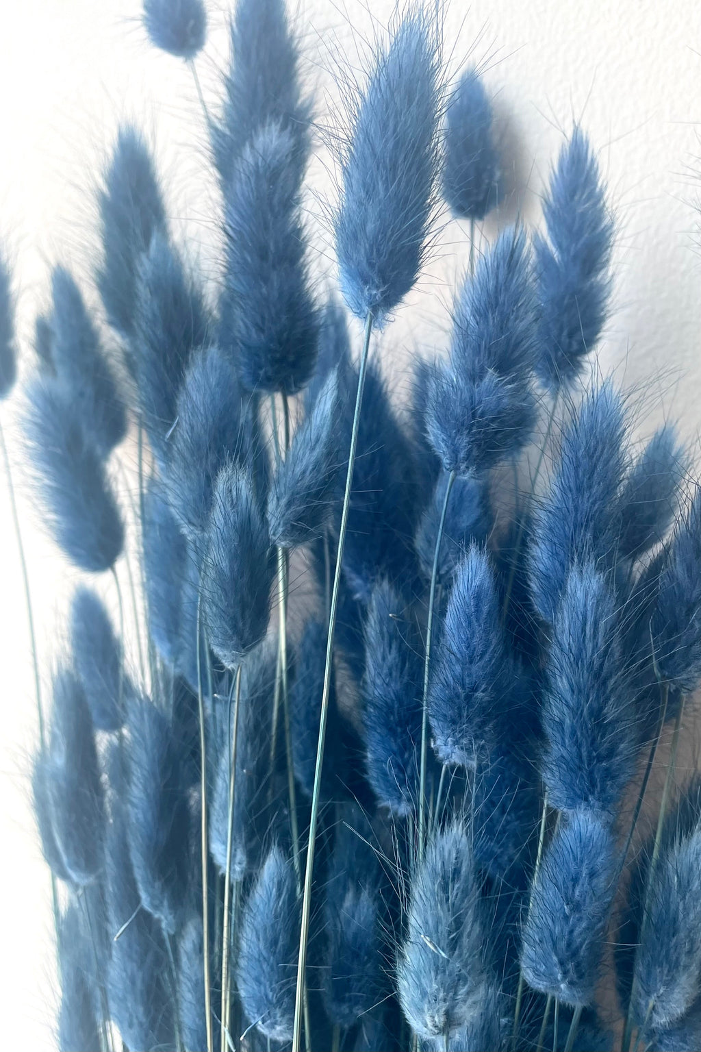 Lagurus Indigo Color Preserved Bunch