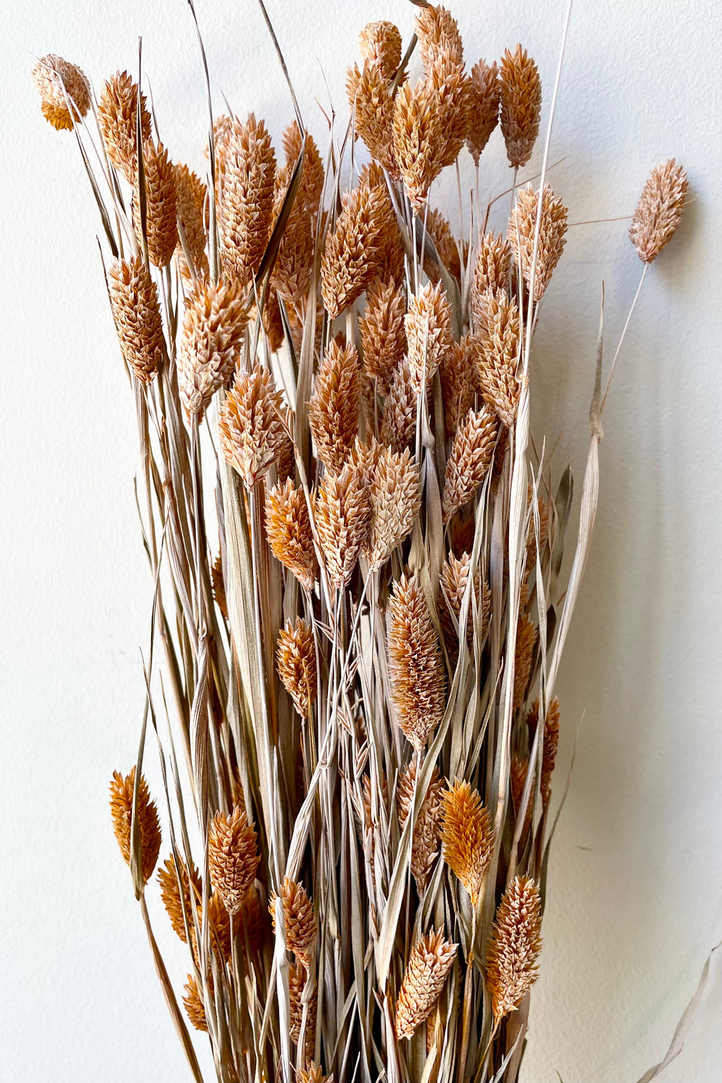 Phalaris Dusty Orange Color Preserved Bunch