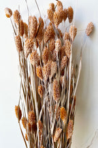 Phalaris Dusty Orange Color Preserved Bunch