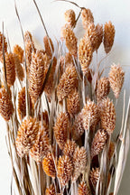 Phalaris Dusty Orange Color Preserved Bunch