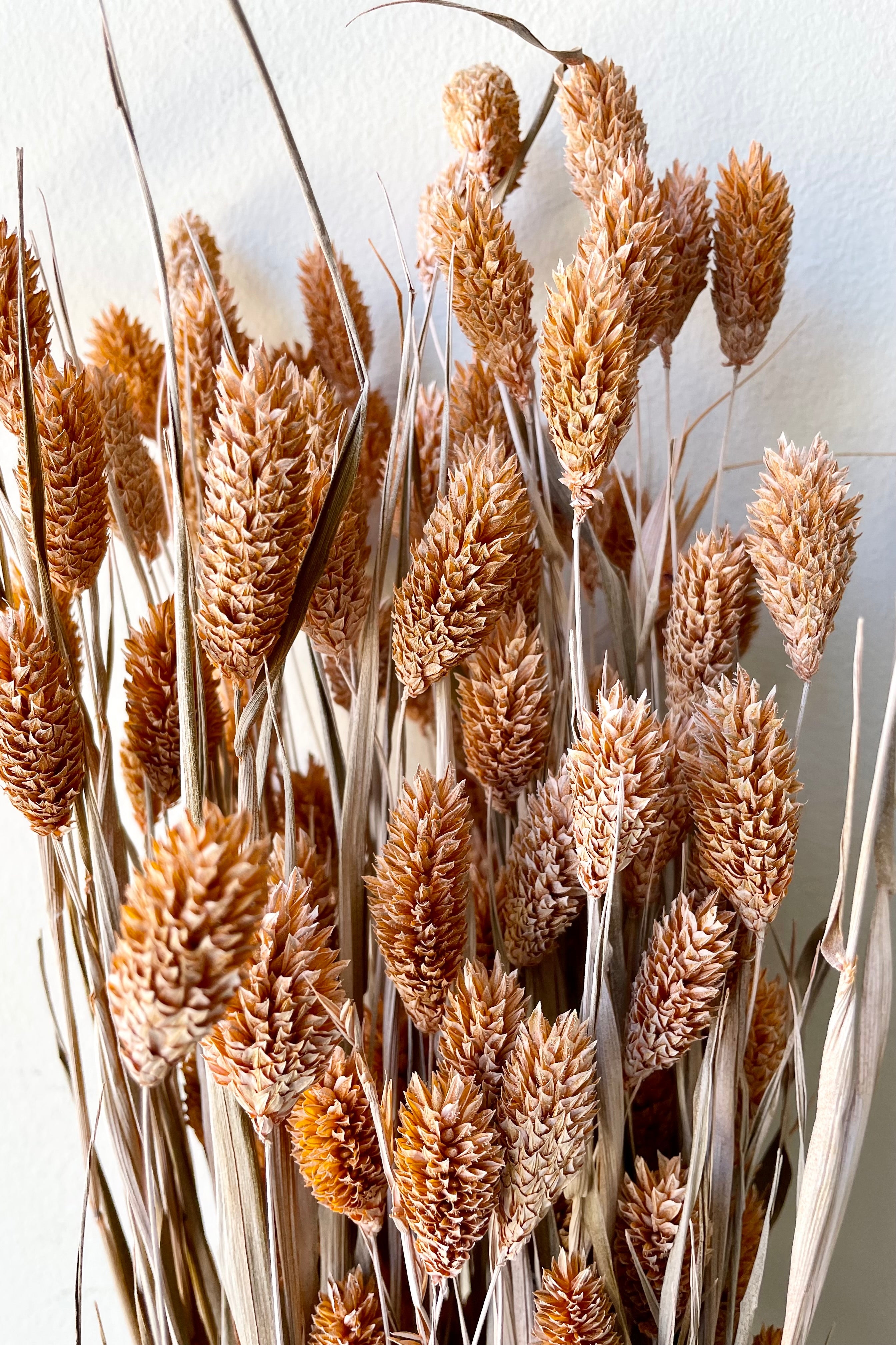 Phalaris Dusty Orange Color Preserved Bunch