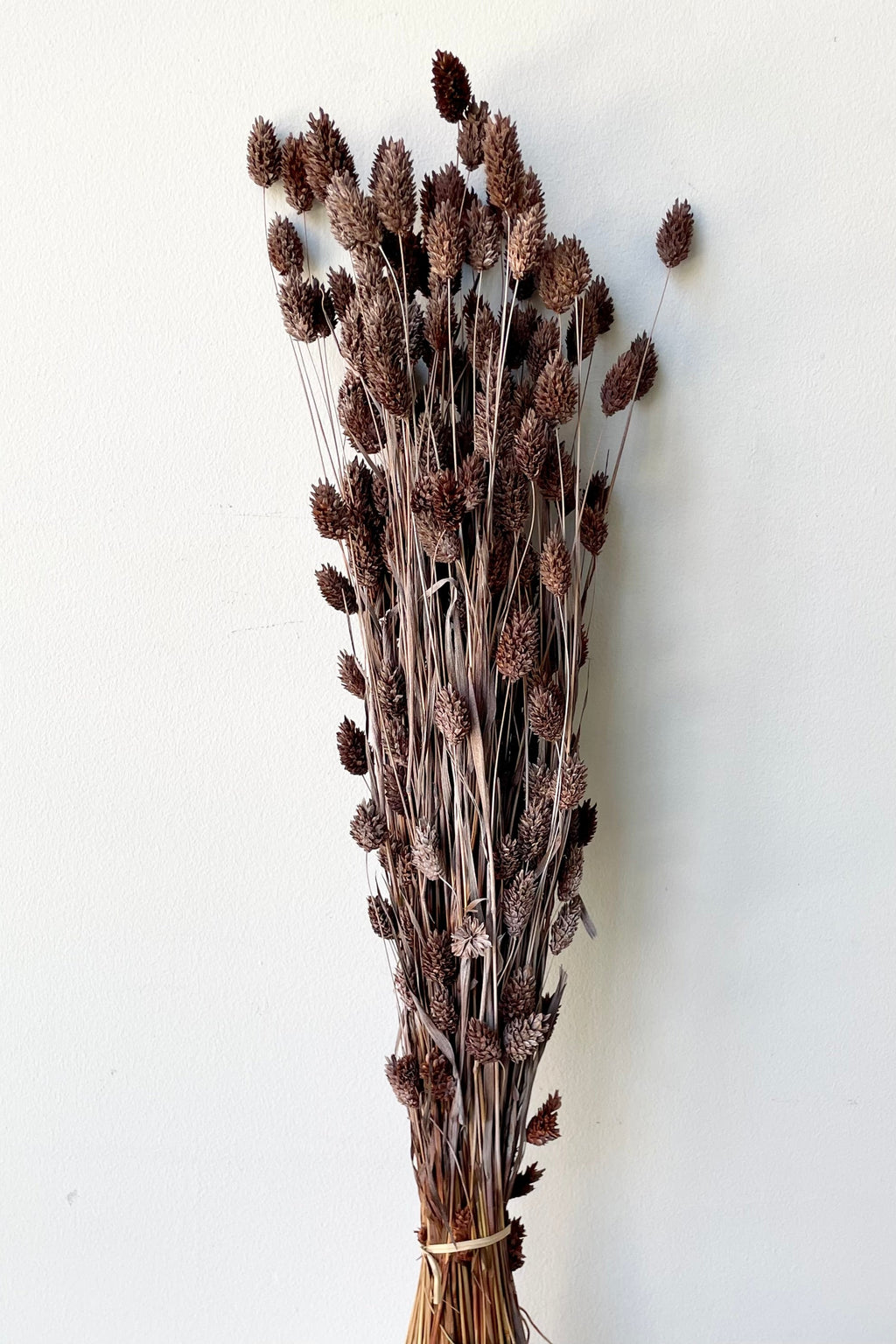 Phalaris Dusty Brown Color Preserved Bunch